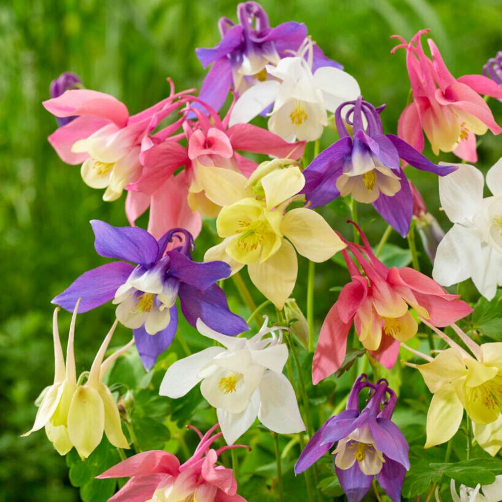 Akleja 'McKana Hybrids Mix'